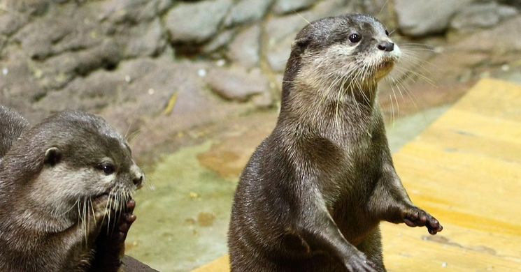 Állatok Világnapja Tisza-tavi Ökocentrum Poroszló 2026