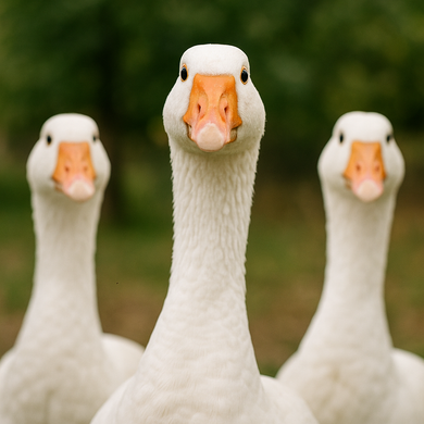 Márton-napi bál 2025