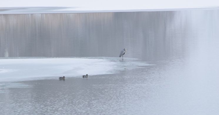 Téli fotós túra a Tisza-tavon 2026 Szabics Kikötő