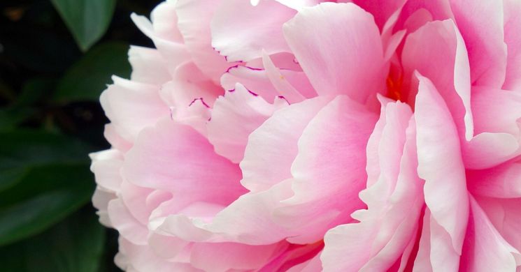 Pünkösd Csongrád 2026