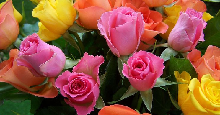 Szőregi Rózsaünnep 2026 - A virágok királynőjének fesztiválja