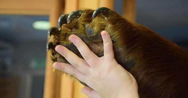 Természetbúvár terem, interaktív program gyerekeknek a Természettudományi Múzeumban 2026