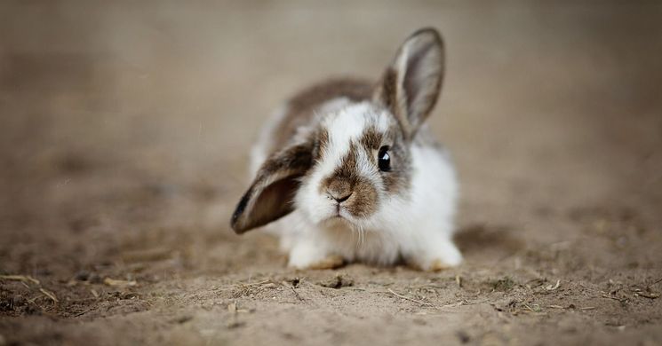 Húsvéti Fesztivál Siófok 2026. Húsvéti Nyuladalom Siófokon