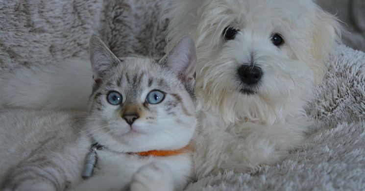 Állatok világnapja programok 2026