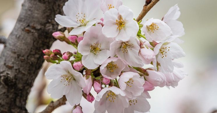 Barackvirágnap Szatymaz 2026