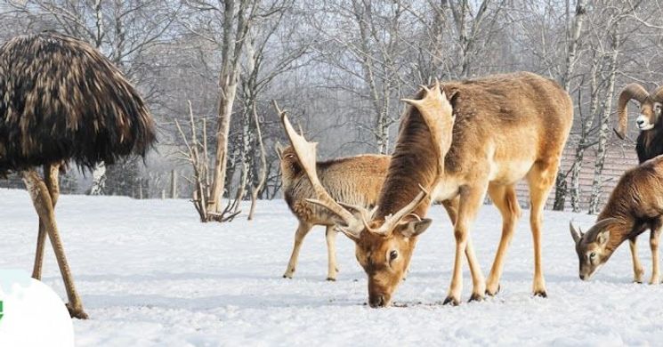 Pákozdi Pagony Vadaspark és Arborétum programok 2026