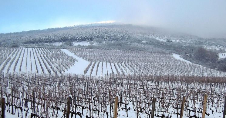 Vince-napi Nyitott Pincék 2026