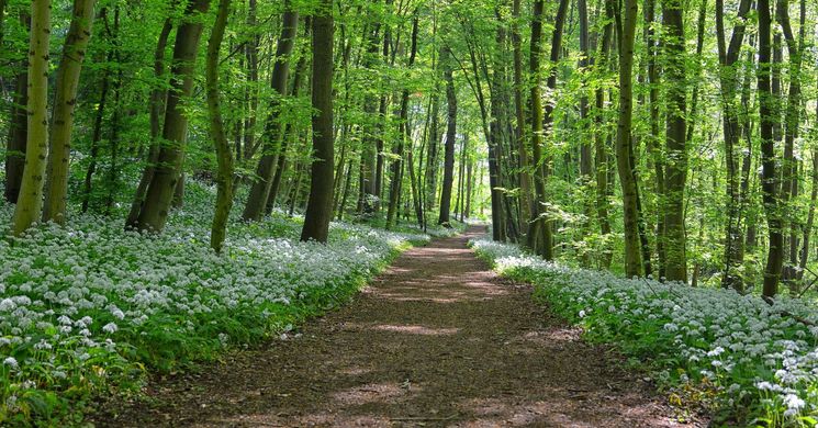 Medvehagyma túra 2026 - Kirándulások, programok