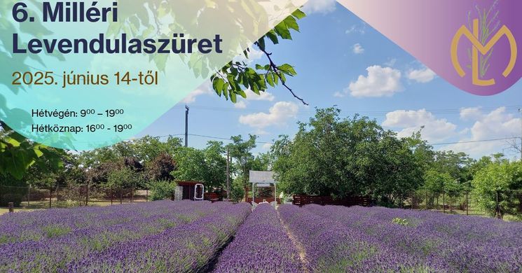 Levendulaszüret Besenyszög 2025. Milléri Levendulaszüret