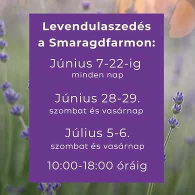Levendula szedés Daruszentmiklós 2025