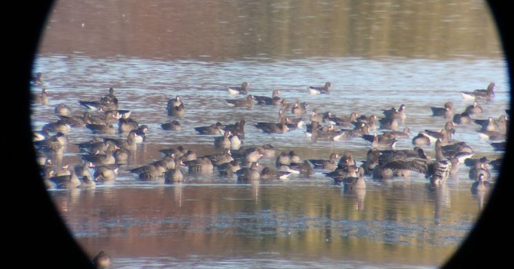 Tatai Vadlúd Hetek 2025. Vadludas kirándulások