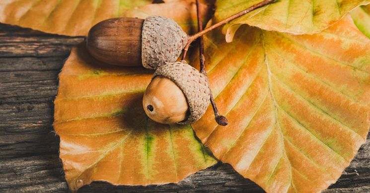 Novemberi fesztiválok 2026