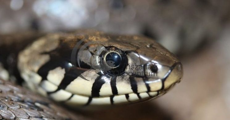 Tisza-tavi Ökocentrum kiállítás 2026 Poroszló