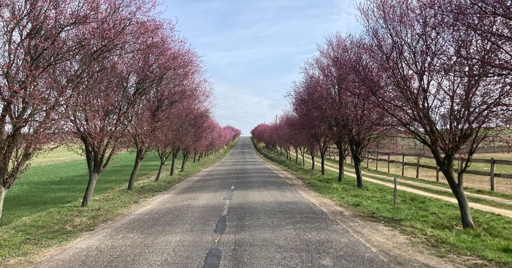 Vérszilvafasor virágzás Berkenye