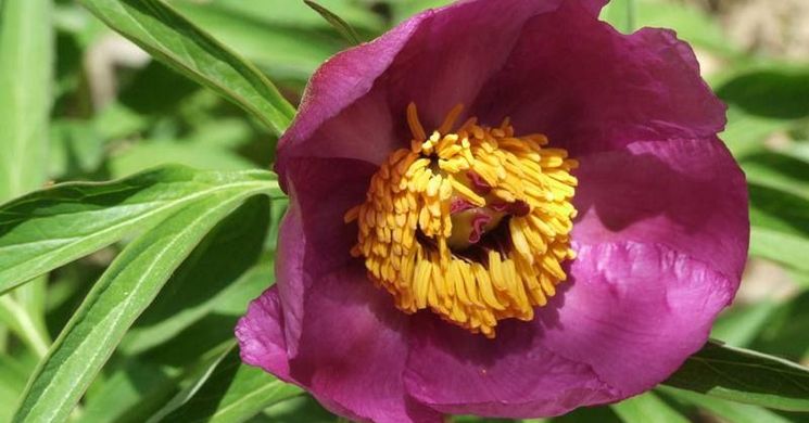 Bánáti Bazsarózsa virágzás Hosszúhetény