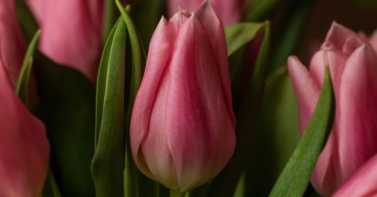 Nőnap Székesfehérvár 2026 - Programok, események, rendezvények