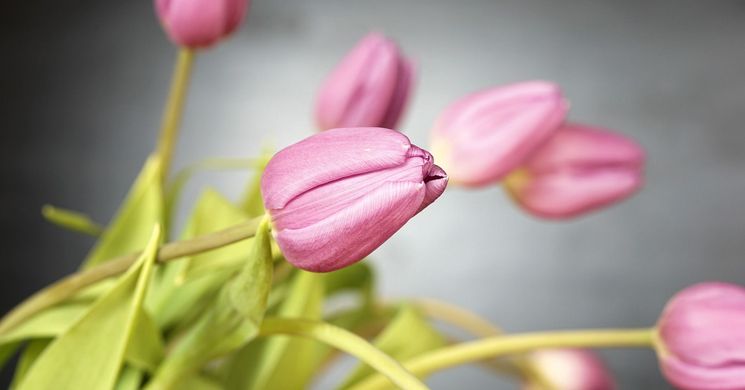 Városi Nőnap Újszász 2026