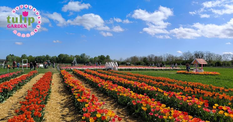 Tulipánszüret Győrladamér 2026 - Tulipánszedés Győr mellett