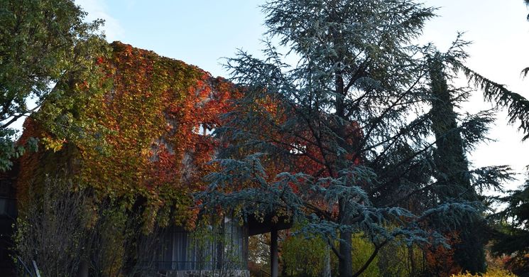 Budai Arborétum látogatás