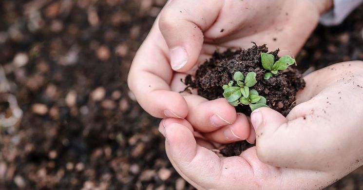 Palántavásár programok 2026 -  Események, rendezvények
