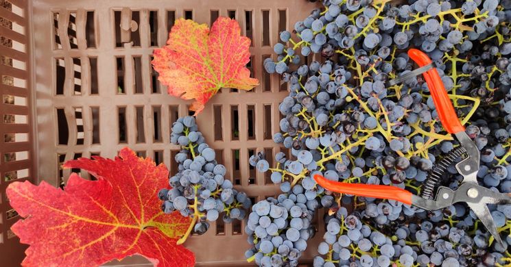 Kékfrankos, Kadarka és Régi Magyar Szőlőfajták Fesztiválja Gyöngyöspata 2026