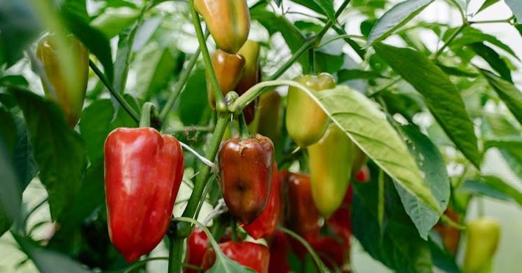 Magyar paprika napja 2025 Jászfelsőszentgyörgy