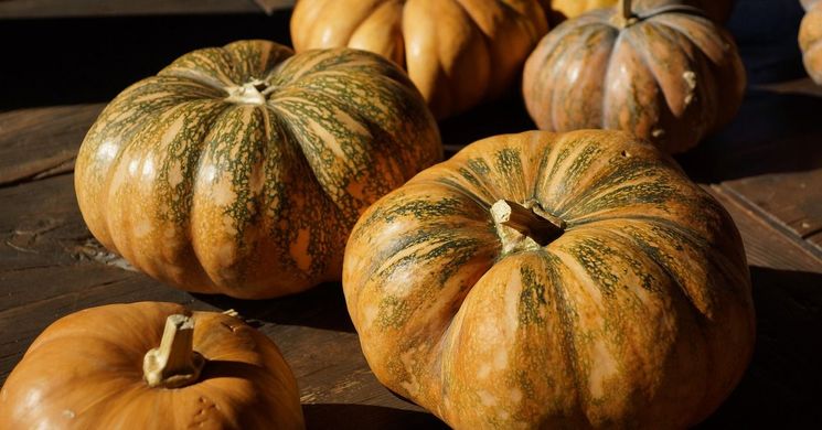 Sütőtök Fesztivál Hatvan 2025