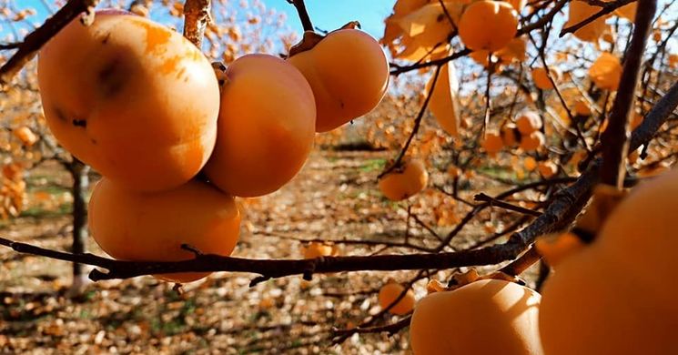 Datolyaszilva-szüret 2025 Boda. Datolyaszilva vásár