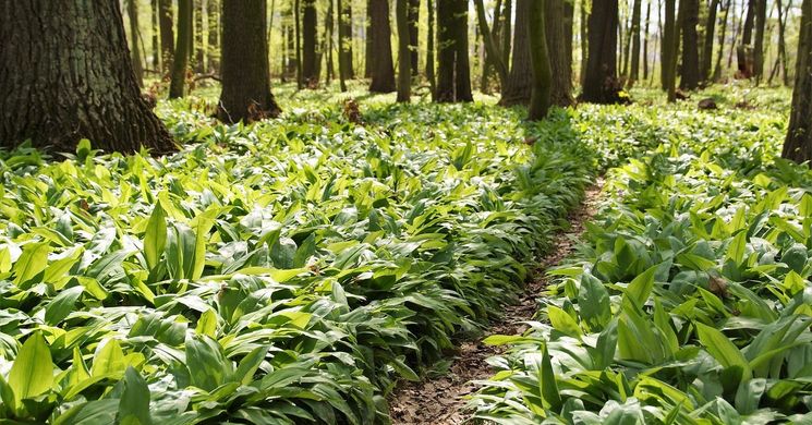 Medvehagyma Nap Bakonybél 2026