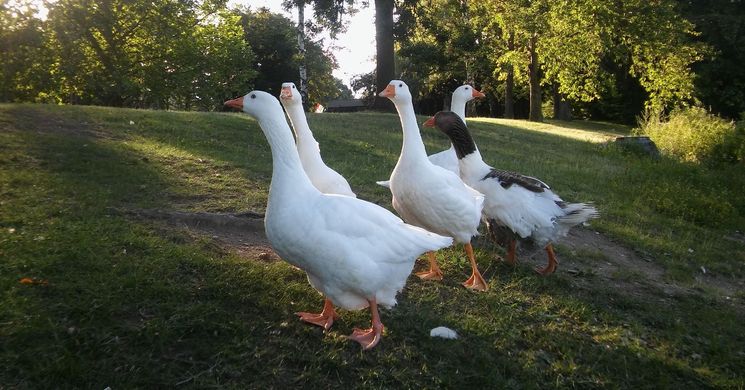 Szent Márton-napi Vásár Szombathely 2025 Vasi Skanzen