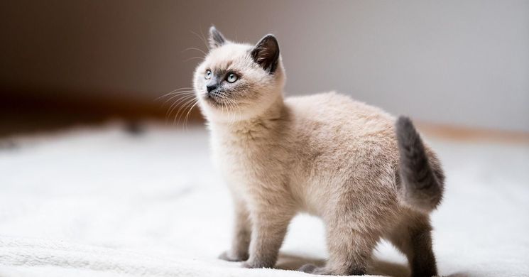 FiFe Nemzetközi macskakiállítás 2026 Budapest 