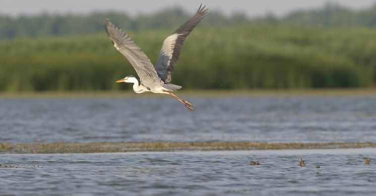 Tisza-tavi kenutúra túravezetővel 2026