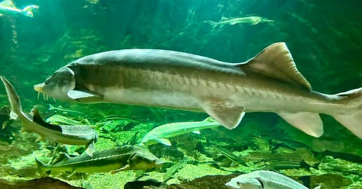 Tisza-tó bemutatása, látogatás a Tisza-tavi Ökocentrumban Poroszlón 2026