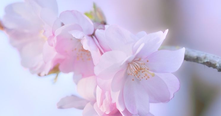 Rügyfakadás Tavaszünnep Gyenesdiás 2026