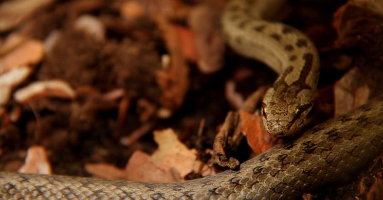 Tisza-tó kiállítás az Ökocentrumban 2026 - A vidék élővilága és természeti értékei állandó kiállítás