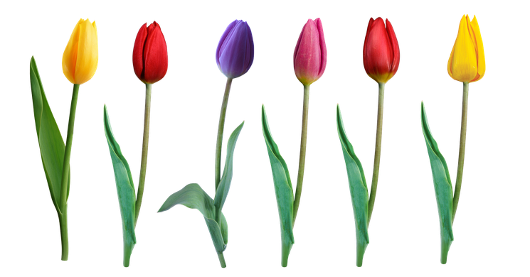 Nőnapi program Budapest 2026. Eötvös 10 Művelődési Ház