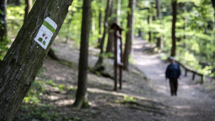 Ciklámen Erdei Tanösvény, ökotúra a Soproni Tájvédelmi Körzetben