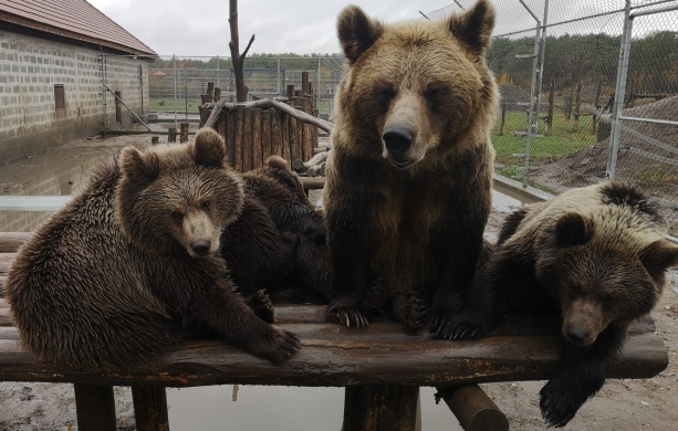 Állatkerti foglalkozás Veresegyházon, kézműves foglalkozás gyerekcsoportoknak a Macizoo házban