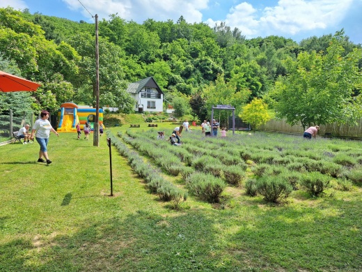 Levendula szedd magad Tokaj