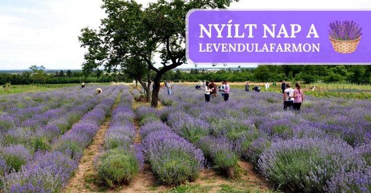 Levendula Napok és Levendula Szedd Magad 2025 Kemenessömjén