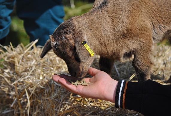 Családi Farm Fesztivál Váckisújfalu