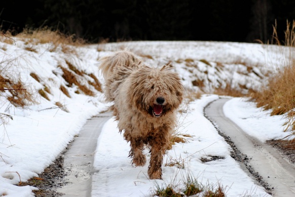 Komondor Fesztivál 2025 Hortobágy