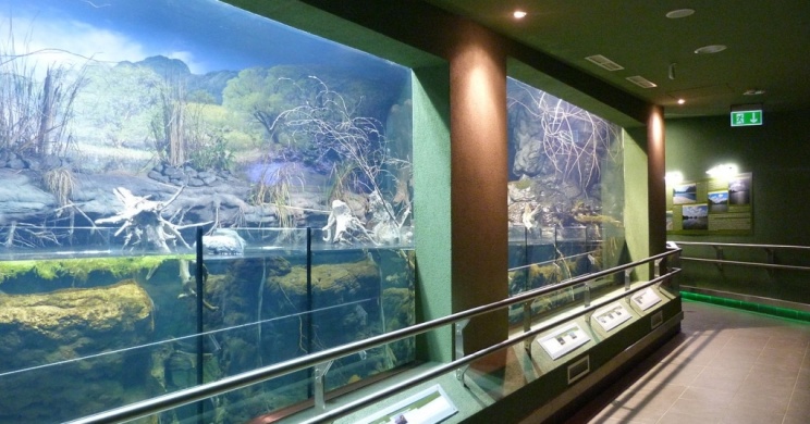 Tisza-tó kiállítás az Ökocentrumban, a vidék élővilága és természeti értékei állandó kiállítás