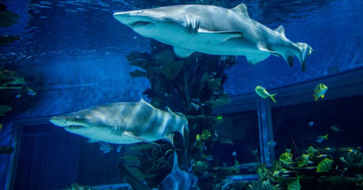 A tengeri élőlények hétköznapjai, cápaóra a budapesti Tropicariumban gyerekcsoportoknak