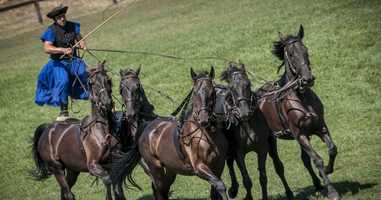 Hortobágyi fogathajtás csoportoknak előzetes bejelentkezéssel