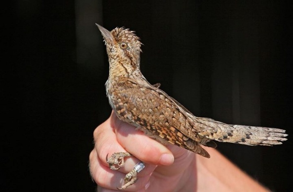 Hortobágyi madárgyűrűzés programok a Hortobágyi Nemzeti Park szervezésében