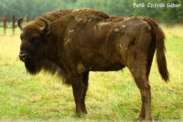 Európai bölény Magyarországon, találkozás a bölényekkel a Körösvölgyi Állatparkban