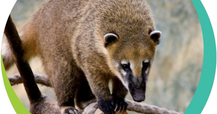 Ormányos medve etetés, Vad Találkozások program a Pécsi Állatkertben