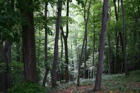 Magas-bakonyi túrák a Balaton-felvidéki Nemzeti Parkban