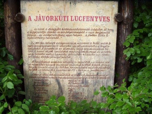 Jávorkúti tanösvény, ökotúra a Bükk-fennsíkon, a Bükki Nemzeti Parkban